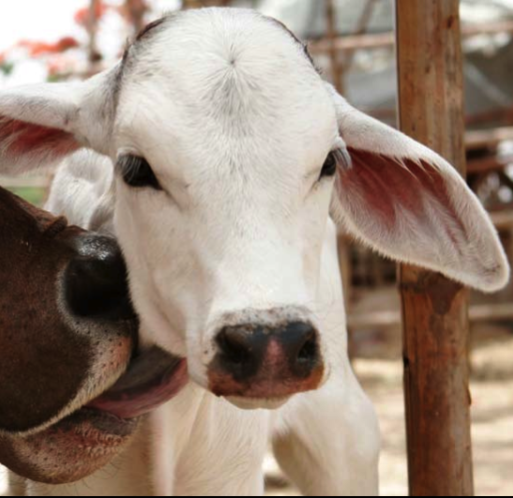 Aksaya Care for Cows