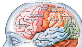 brain divisions