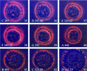 Hela cells broken up by sound