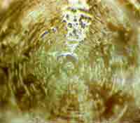 water crystal