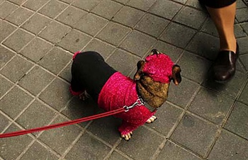 dog waits to be blessed