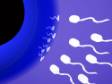 sperm