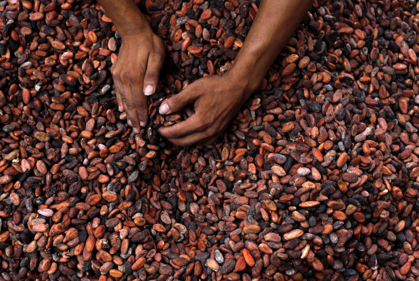 cocoa