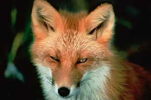 fox shoots hunter